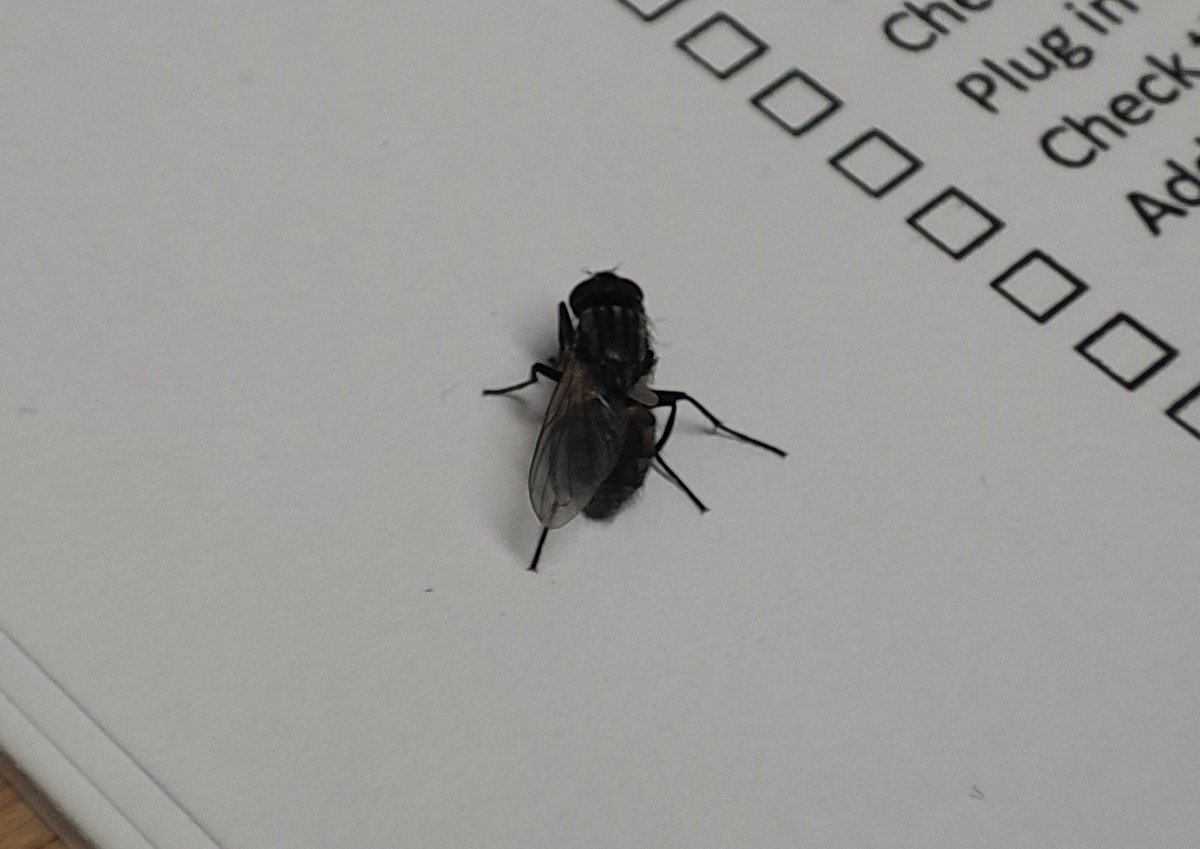 MePreminator's tweet photo. @_chaosqueen1 A 1 winged fly. 😂 https://t.co/wTTtUgtFPQ