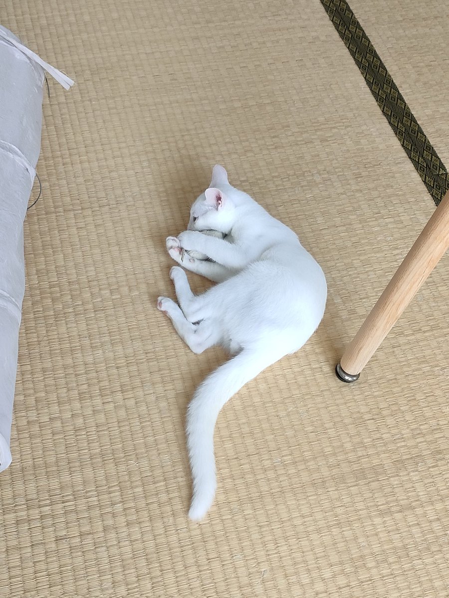 onigasima04's tweet photo. 2023年9月8日確実に居ないことに気づいたのが11:00頃。白猫、オスで左目が青色、右が茶色の0歳4ヶ月の細身です。去勢はまだ済んでいません。どうか見つけたらご一報ください。お願いします

#拡散希望 
#福岡県 
#春日市
#迷子猫 
#迷い猫 
#オッドアイ 
#探してます  
#白猫 
#保護  
#猫 https://t.co/4c9RWQLdJH