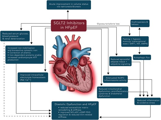 SeguraCardio's tweet photo. 📌Mechanisms of benefits of #SGLT2i in #HeartFailure with preserved ejection fraction

#cardiotwitter #cardioEd #Review #SGLT2 #HFpEF https://t.co/dt2qH0JF4e