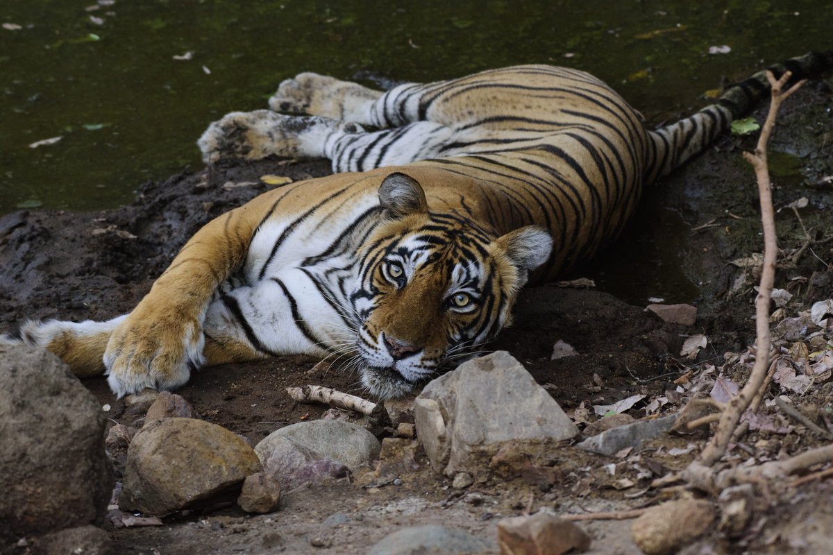 In loving memory of @adityadickysin, here is one of his favorite tiger Noor.
Rest in peace 🙏 
#TigersForDicky #Indiaves #Ranthambore