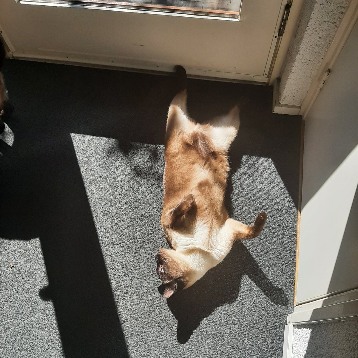 FlemingDoppler's tweet photo. 'Chilling' in the Sun! #cats #CatsOfTwitter #CatsOnTwitter #catsoninstagram https://t.co/zuUzUoJnBS
