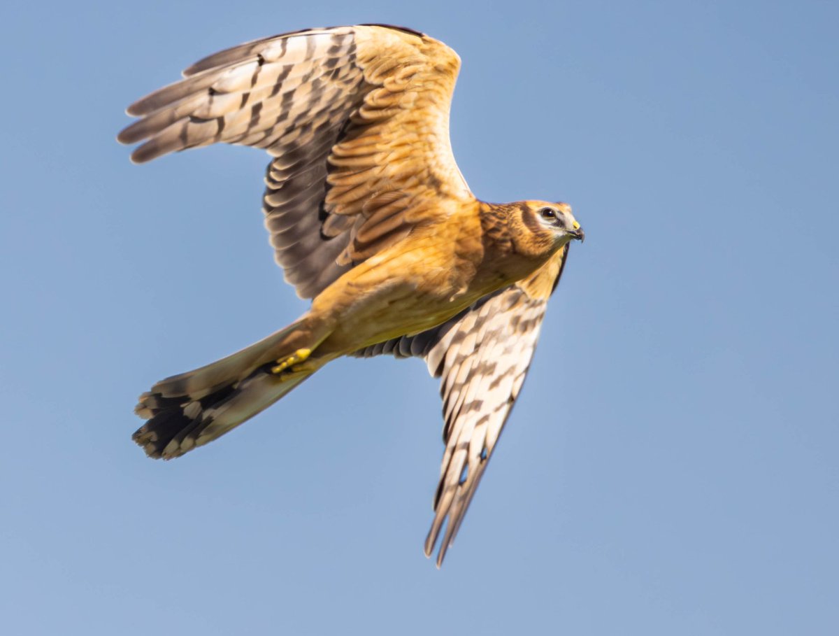 grifbag1's tweet photo. A year ago...la janda, bird migration..some great sightings.
Perfect for an extended @RSPBLiverpool trip ๐๐
#montagueharrier
#blackshoulderedkite
#kestrel
#andmanyothers https://t.co/n1bTGNDtmu