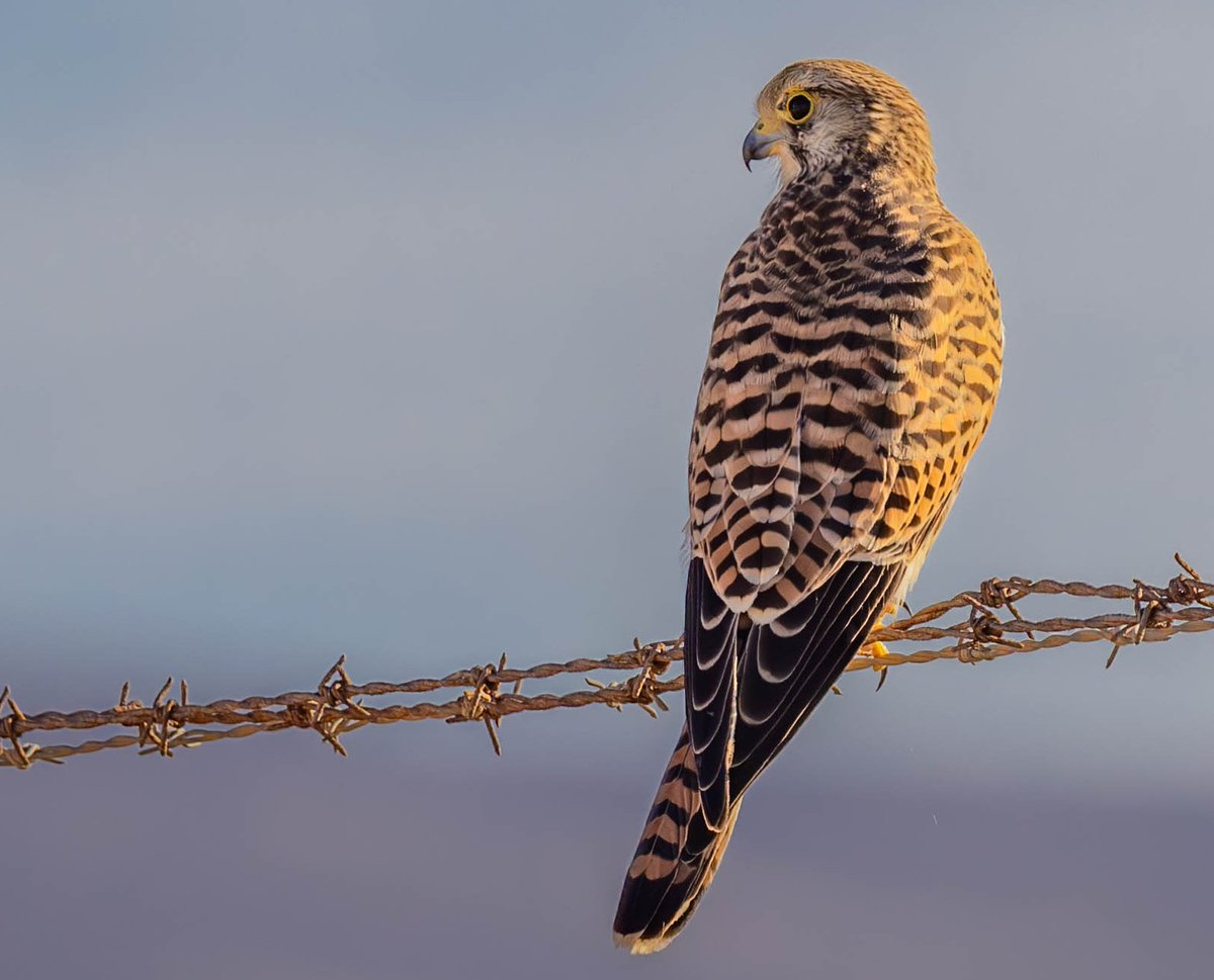 grifbag1's tweet photo. A year ago...la janda, bird migration..some great sightings.
Perfect for an extended @RSPBLiverpool trip ๐๐
#montagueharrier
#blackshoulderedkite
#kestrel
#andmanyothers https://t.co/n1bTGNDtmu