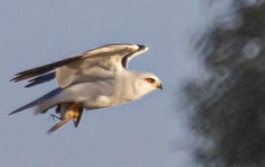 grifbag1's tweet photo. A year ago...la janda, bird migration..some great sightings.
Perfect for an extended @RSPBLiverpool trip ๐๐
#montagueharrier
#blackshoulderedkite
#kestrel
#andmanyothers https://t.co/n1bTGNDtmu