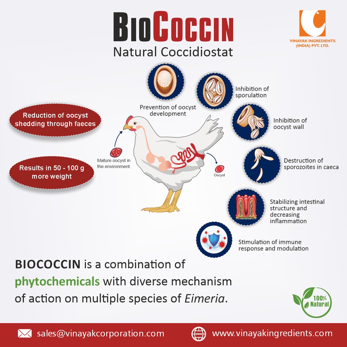 Avian coccidiosis is a deadly and debilitating infectious disease in poultry caused by obligate intestinal protozoan parasites belonging to the genus Eimeria. 
#VinayakIngredients #VinayakCorporation #feedadditives #feedsupplements #india #Biococcin #naturalcoccidiostat