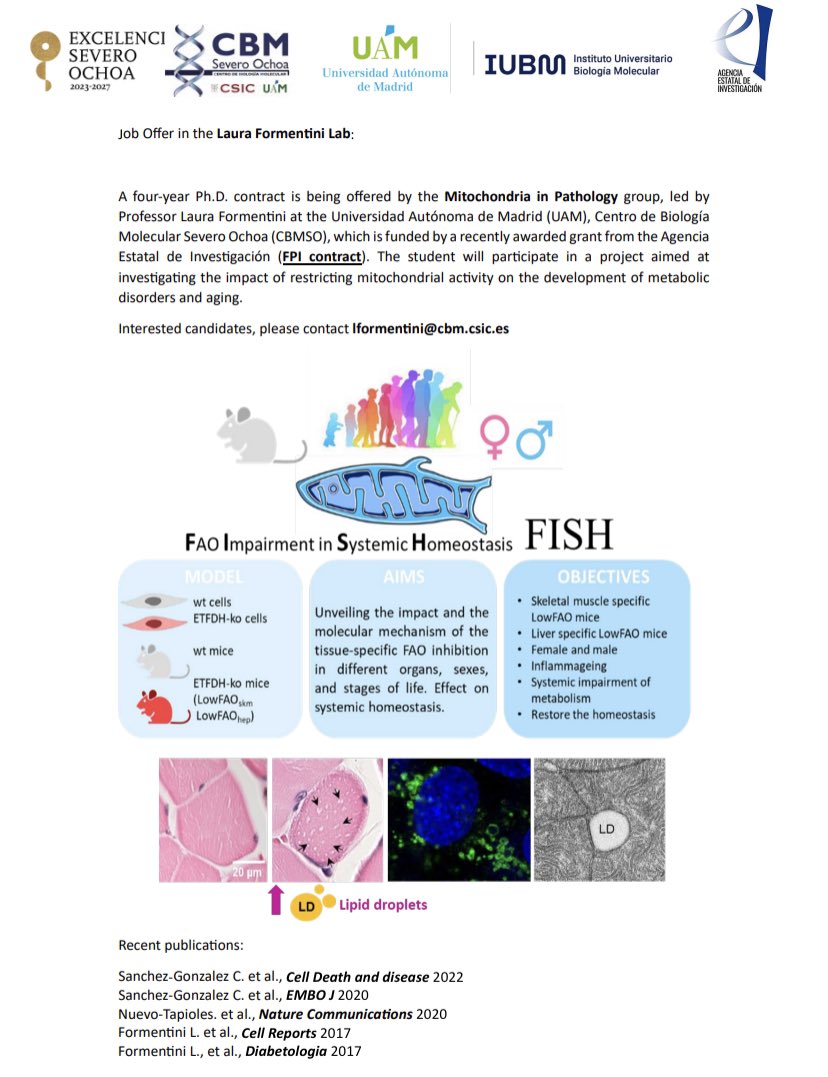 💥We are hiring!!💥 please share
<a href="/FormentiniLab/">Formentini Lab</a> #mitochondria #metabolism