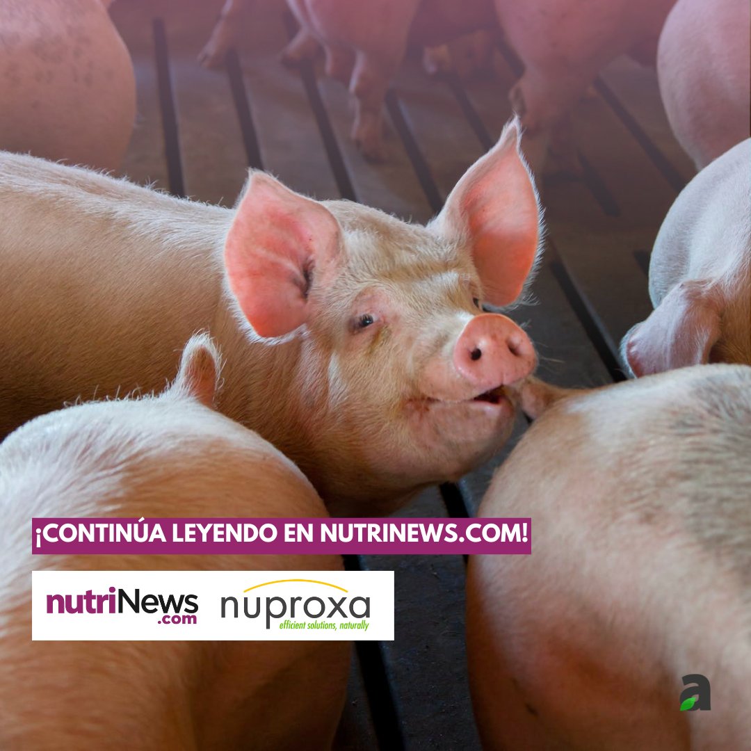 nutriNews_medio's tweet photo. Junto a @nuproxa compartimos el ensayo «¿Puede Natu-B4 reducir el coste de #producir cerdos?» 🐷​🔍​  

👉​ El propósito del estudio es validar la hipótesis de que Natu-B4® puede beneficiar el rendimiento de los #cerdos durante las últimas fases de crecimiento.   

¡Lee más en https://t.co/WY2AWM9JPq!  https://t.co/RNzpf6gvu4 🔗