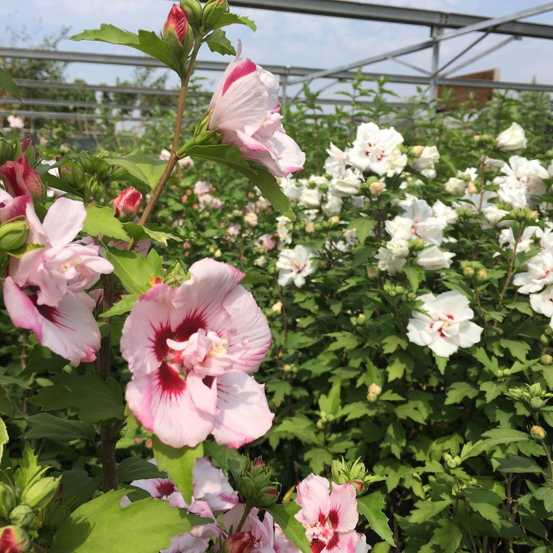 biggreenplant's tweet photo. Looking for something to spruce up your garden this season? Check out these different varieties of full sun shrubs and hedges – they'll add splashes of color and texture to your outdoor space! 🌺🌵🌾 #GardenGoals #SummerHappenings #OutdoorDecor https://t.co/dYx0BoLHze