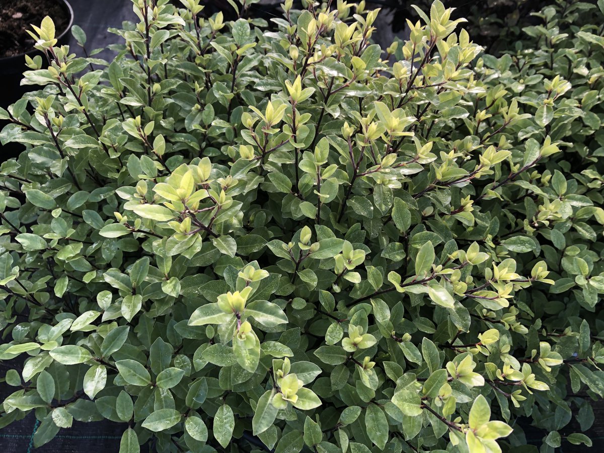 biggreenplant's tweet photo. Looking for something to spruce up your garden this season? Check out these different varieties of full sun shrubs and hedges – they'll add splashes of color and texture to your outdoor space! 🌺🌵🌾 #GardenGoals #SummerHappenings #OutdoorDecor https://t.co/dYx0BoLHze