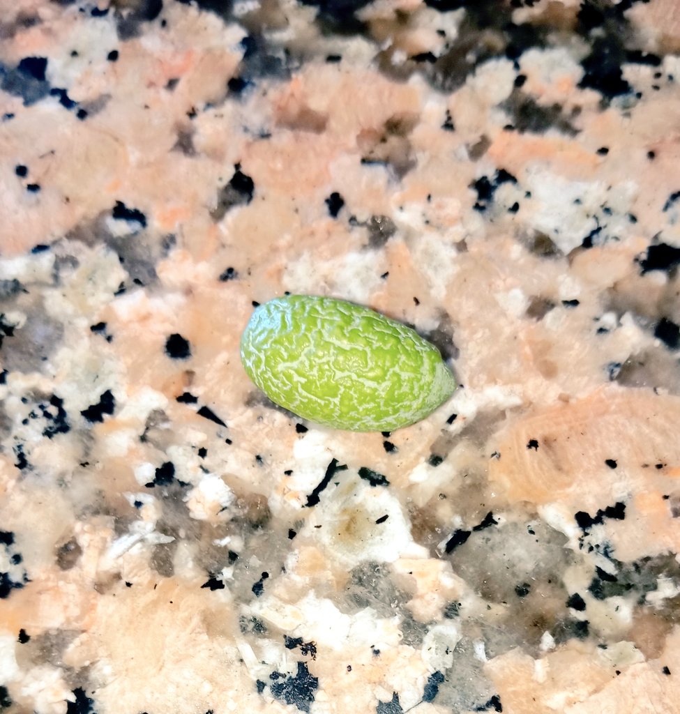 MiriamExtremera's tweet photo. @RedPili2 Y por desgracia, la cosecha de este año va a ser aún peor. En plena floración del olivo, en Jaén, una ola de calor quemó la flor por completo, por lo tanto no hay frutos, y los que hay están tan necesitados de agua que parecen pasas. https://t.co/zUnN3ZBEVr