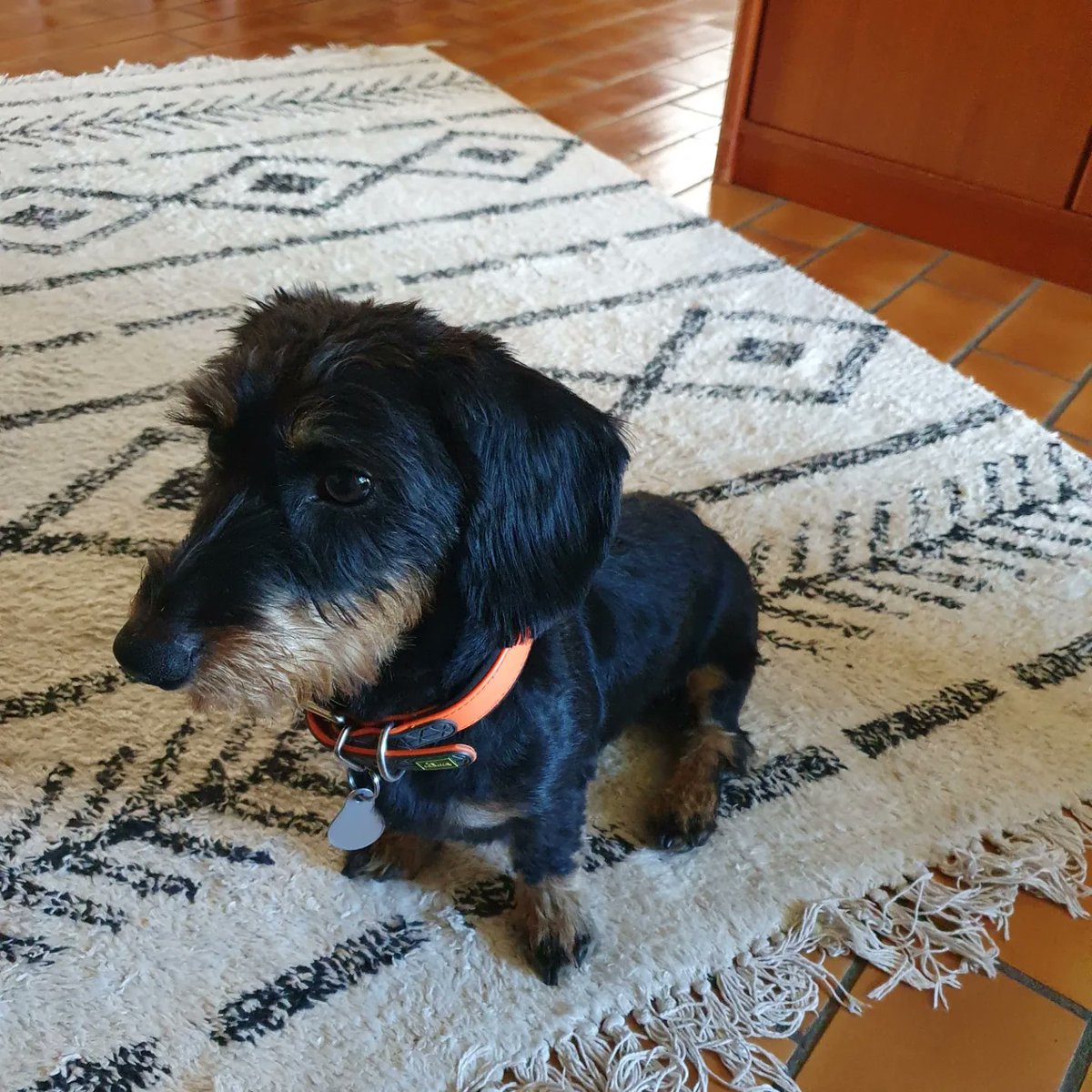 So Freddie hat schon eine Seemannsfriese für den bald anstehenden Ostseeurlaub bekommen. Wir haben jetzt einen "neuen" Hund. 😍