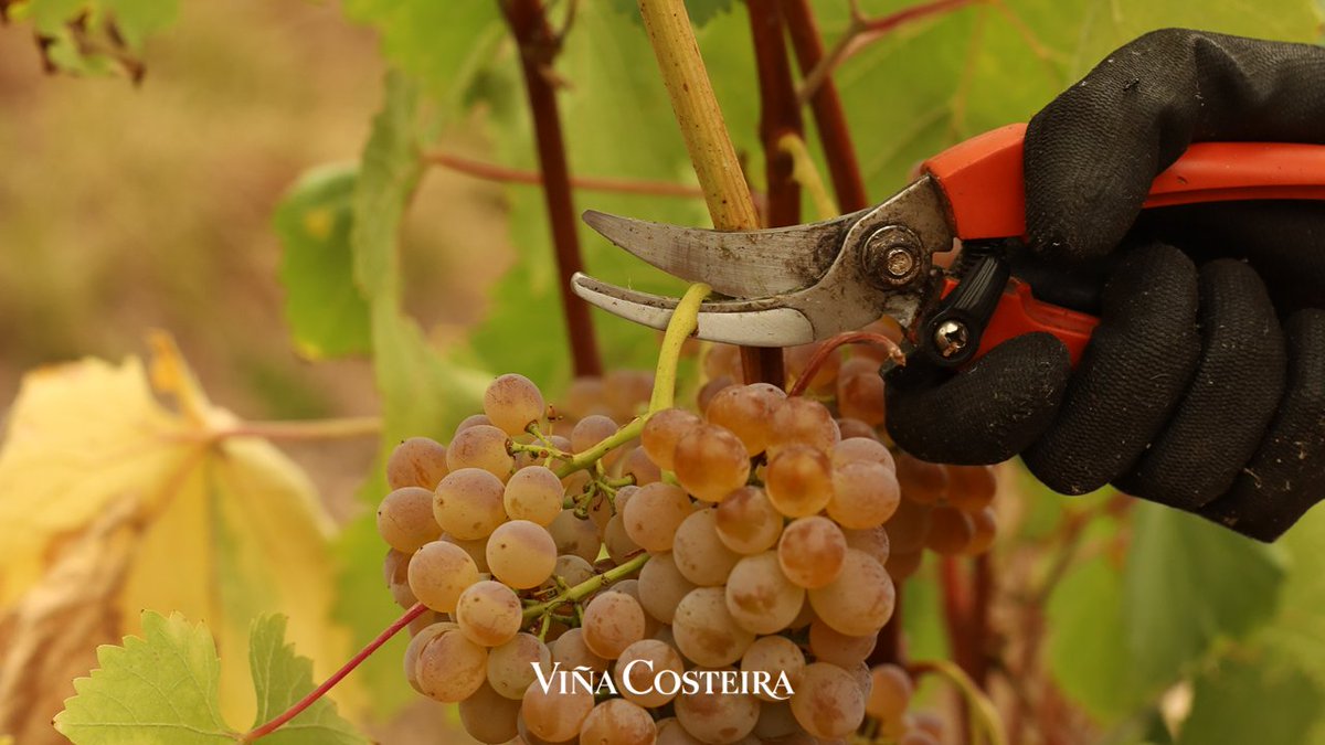 costeira_es's tweet photo. Queda oficialmente inaugurada a #vendima 2023! 🍇
#viñacosteira #vendimia #bodega #ourense #galicia https://t.co/rHj3p4dqcP