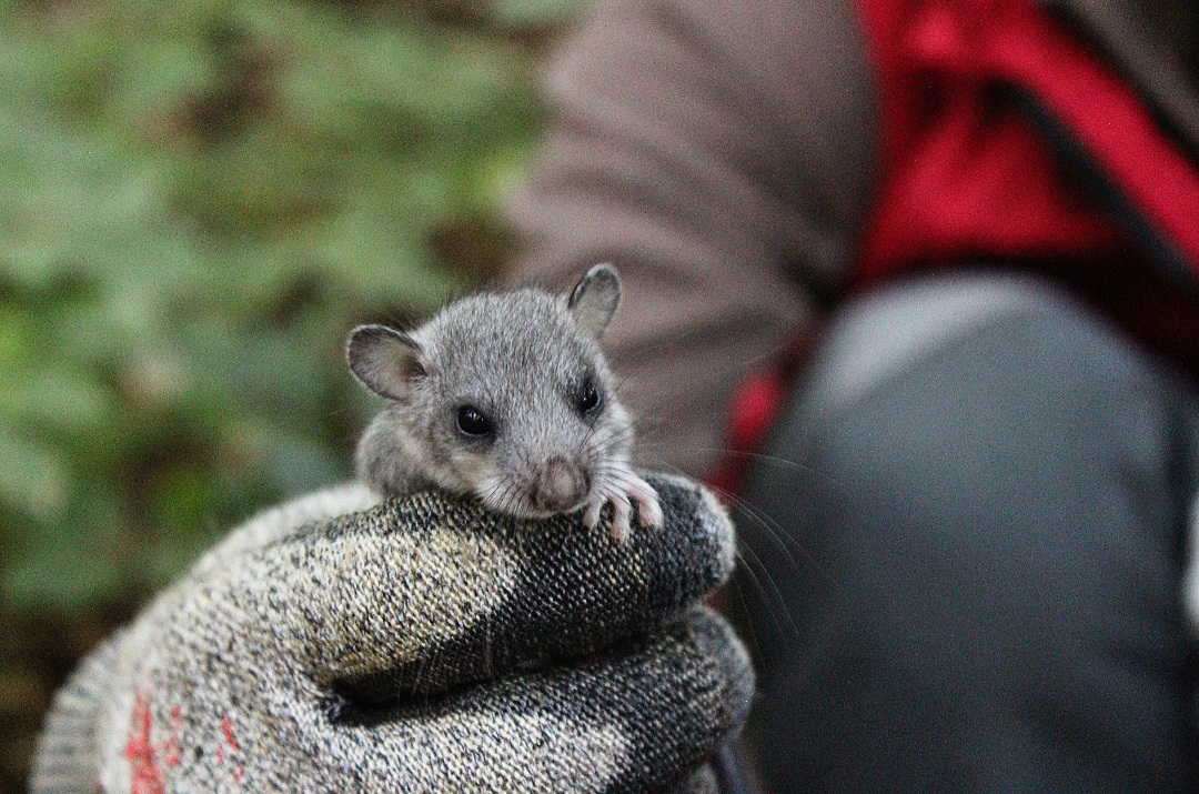 xarxadeparcs's tweet image. 🐭 El 2022, l&apos;any amb menys lirons detectats a la #XarxadeParcs
Així ho indiquen els resultats del seguiment del liró gris (&apos;Glis glis&apos;) dins el @ProjecteLiro, que coordina el @mcngranollers 👇
🆕 parcs.diba.cat/web/l-informat…
📸 Laura Jou