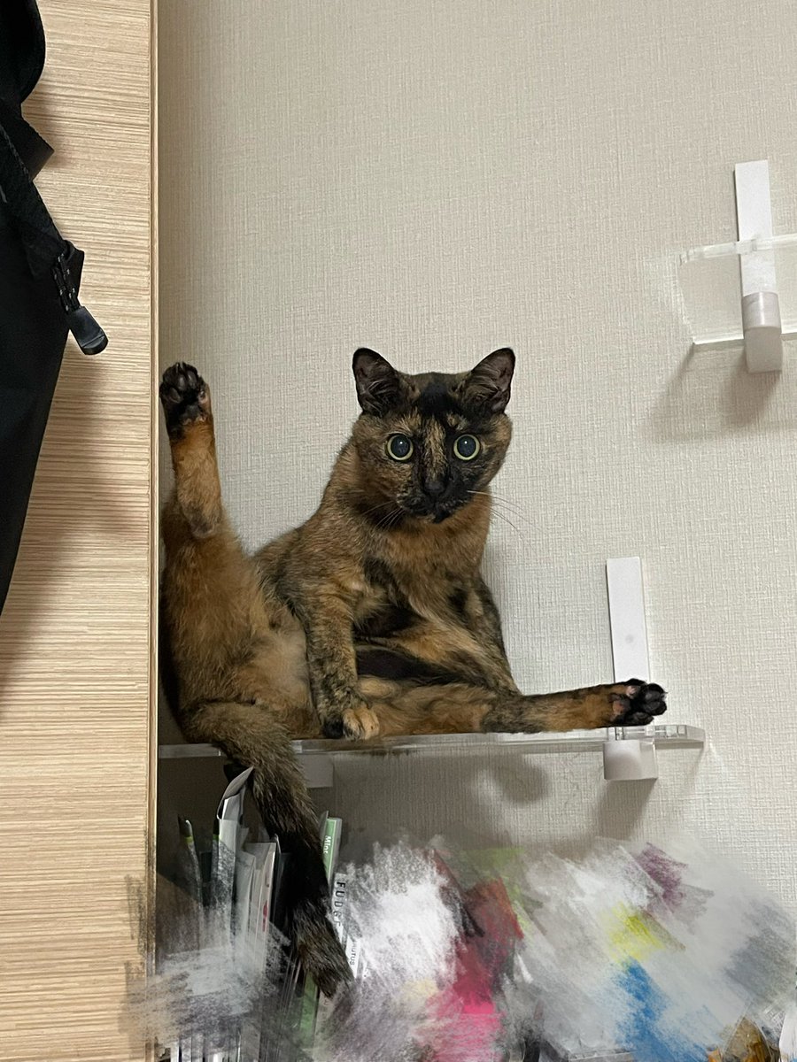 syapoyade's tweet photo. みなさまに90度をお見せしています https://t.co/9j5pDfylZn