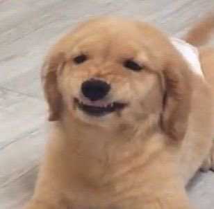 nongjakekub's tweet photo. ดุม้าด 🐶💢 https://t.co/4383QHvgDq