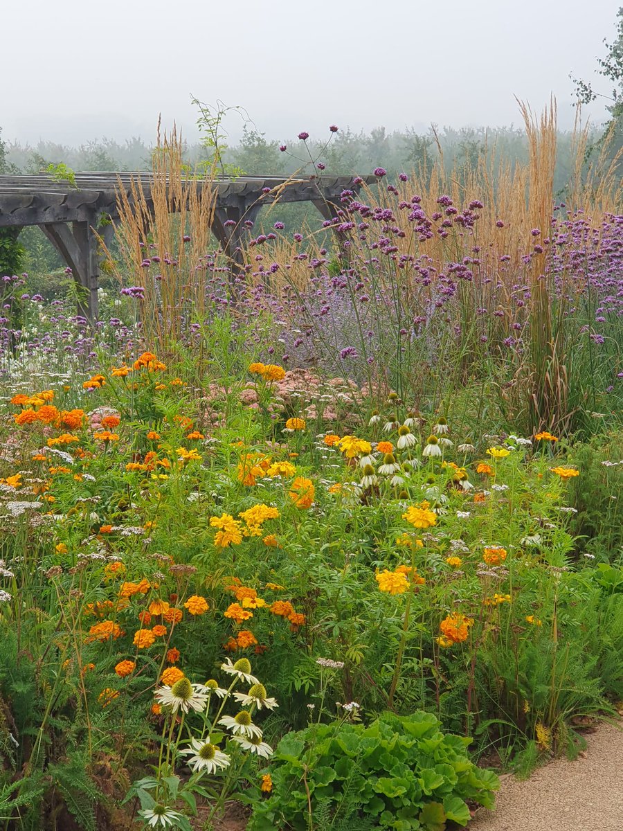 Jetty garden St Michael's Hospice.. looking esp autumnally colourful this dewy morning,against the grey mist backdrop <a href="/TheMontyDon/">Monty Don</a> <a href="/JCmoonpruner/">John Cunningham</a> <a href="/StMichaelsHosp/">St Michael's Hospice, Hereford</a> 
#echinaceawhiteswan,#verbenaboariensis #achillea #karlfoerster #gauralindheimeri #marigolds #sedummatrona #prariestyle