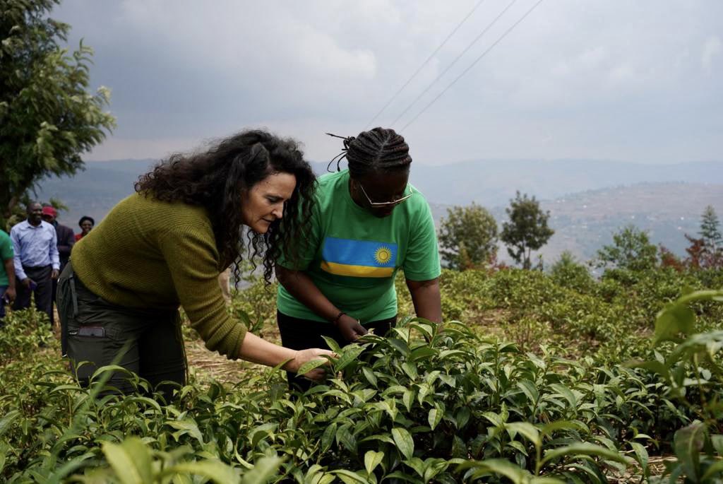 In Rwanda, especially in rural areas, tea isn't just a drink. It sustains ~1M livelihoods &amp; makes up 15% of export revenue. It’s also gravely threatened by climate impacts.

Proud to partner w/ <a href="/EnvironmentRw/">Ministry of Environment - Rwanda</a> &amp; Min <a href="/MujaJeanne/">Mujawamariya Jeanne d'Arc</a> to sow the seeds of a climate-resilient tea sector.