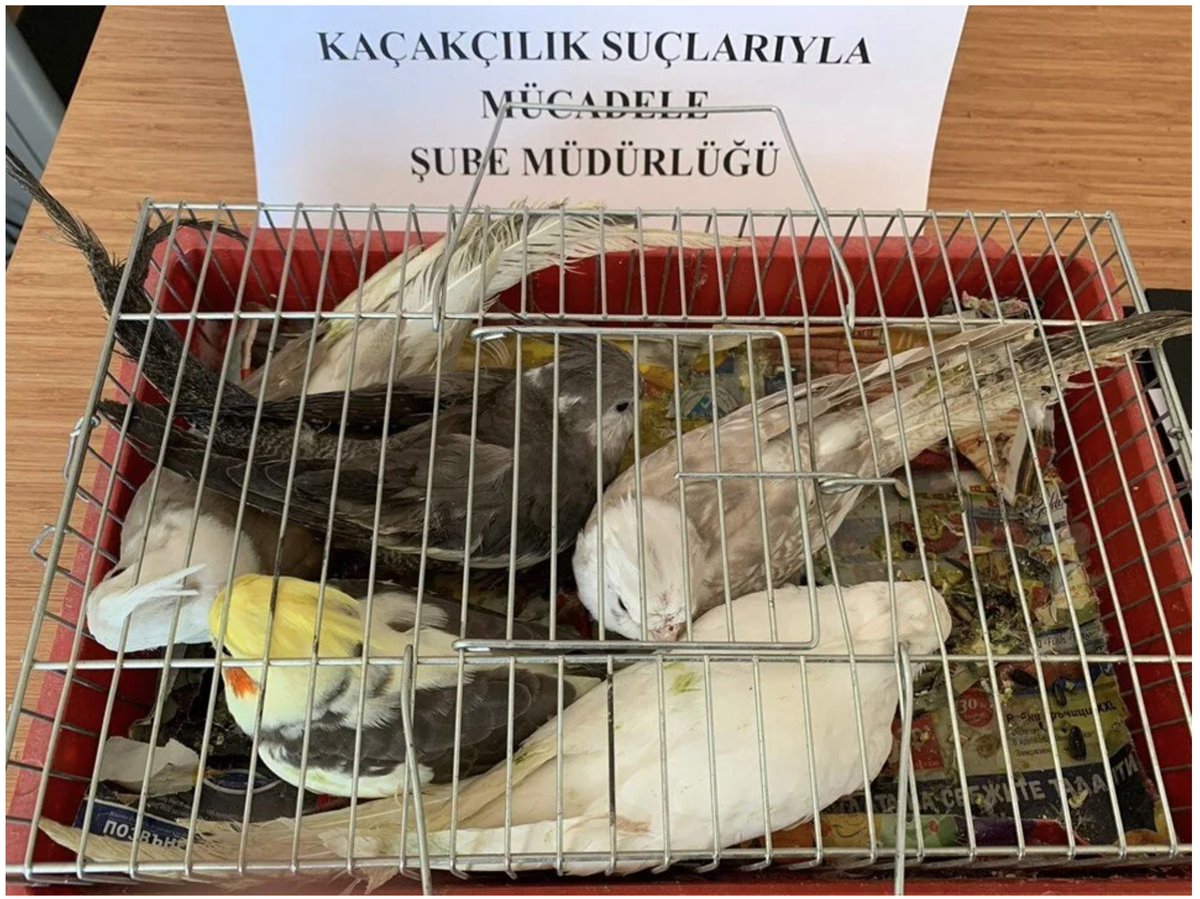 PapaganSay's tweet photo. 6/6 #DICECON23 #SpsMon
📣🛂 Borders and Awareness: The importance of border measures and public awareness in Türkiye for wildlife trade and smuggling cases.
🤝🦜#Awareness
#BorderMeasures 🌍🌿
📸Anadolu Agency https://t.co/YTZmOEVLxt