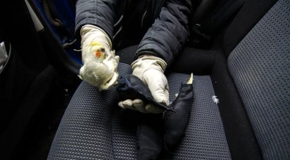 PapaganSay's tweet photo. 6/6 #DICECON23 #SpsMon
📣🛂 Borders and Awareness: The importance of border measures and public awareness in Türkiye for wildlife trade and smuggling cases.
🤝🦜#Awareness
#BorderMeasures 🌍🌿
📸Anadolu Agency https://t.co/YTZmOEVLxt