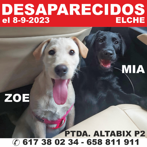 policiaelche's tweet photo. Buscan a ZOE y MIA 🔎 🐶🐶Vistos por última vez por Partida de Altabix Polígono 2
#PLEMascotas 

Más información en: https://t.co/jT2RL8xwy4 https://t.co/1JdVoEJOtf
