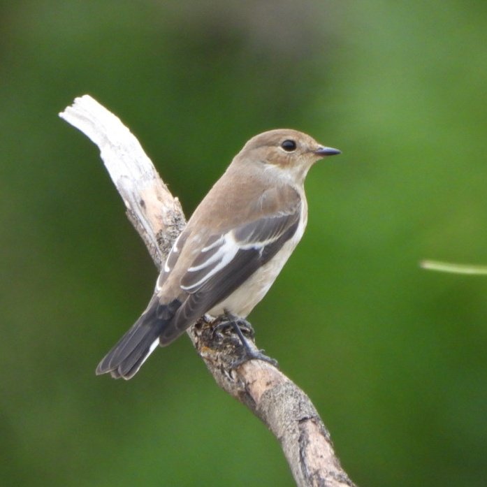 pishoge's tweet photo. El Papamoscas cerrojillo/Ficedula hypoleuca es migrador transahariano y ahora parece que estén en todas partes. Al posarse, suele sacudir hacia arriba un ala. Y posa tan bien, que es irresistible ante las cámaras, si  tienes la suerte de llevar una entre las manos 🙂 #Valchico https://t.co/gO0DN4kWy5