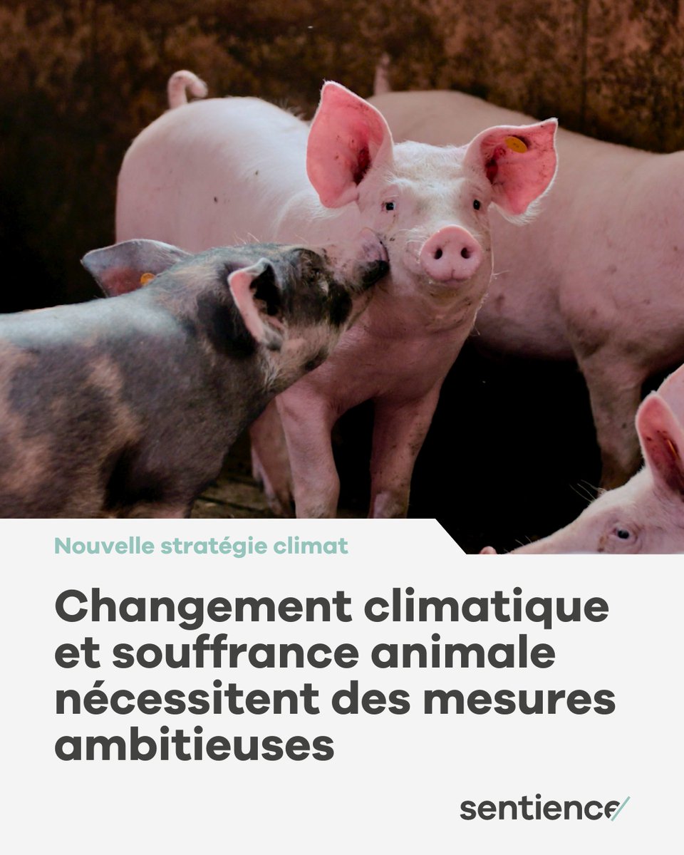 Sentiencesuisse's tweet photo. Compte tenu des problèmes environnementaux endémiques et des conditions de vie non durables des animaux, ce plan est bien trop peu ambitieux.⁠

Aidez-nous à faire entendre les intérêts des animaux non-humains dans la politique suisse en faisant un don 🐷 https://t.co/yYZUwaUaXu https://t.co/HkhMycwlPs