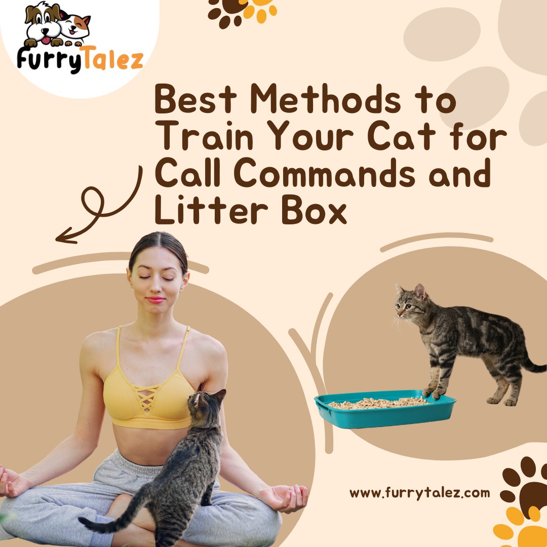 FurryTalez's tweet photo. 🐾 Discover purrfect #cattrainingtips! 🐱 

Teach your feline #friend call commands and #litterbox etiquette effortlessly. From gentle positive reinforcement to patience, we've got you covered.

Click here for details:https://t.co/ixsS8Q164Z

👉𝐅𝐨𝐥𝐥𝐨𝐰 𝐮𝐬: @FurryTalez 🔥 https://t.co/MjhoLeBTYT