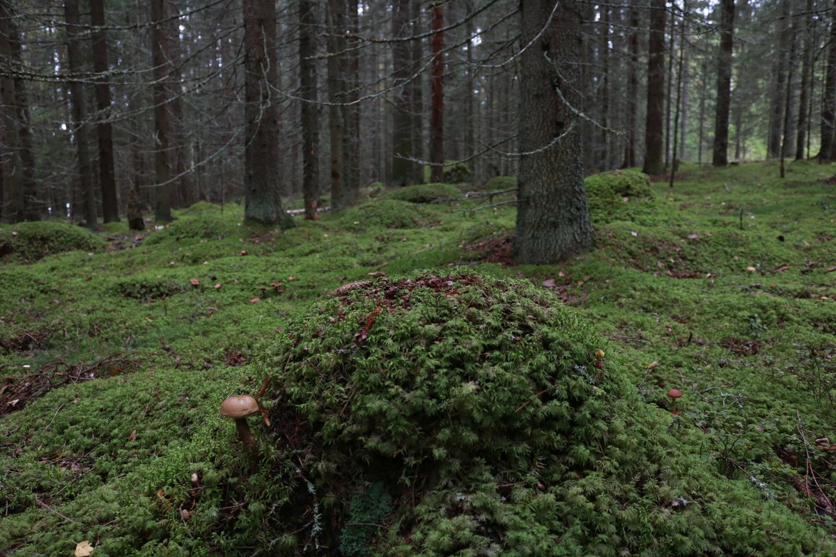 Lähimetsä.