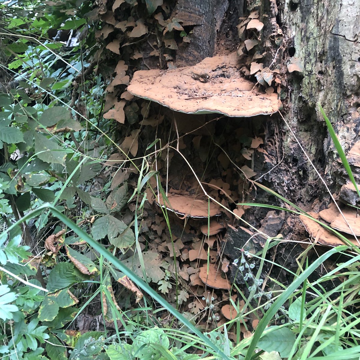 Fomitopsis betulina, or Birch polypore mushroom. Growing from a dead tree stump. Found this family yesterday afternoon 🍄  #Mushroom #NatureIsMagic #Polypore #PolyporeMushroom #Fungus #Fungi #Mycelium #Mycology #NatureIsTheArtist #MatterIsMagic