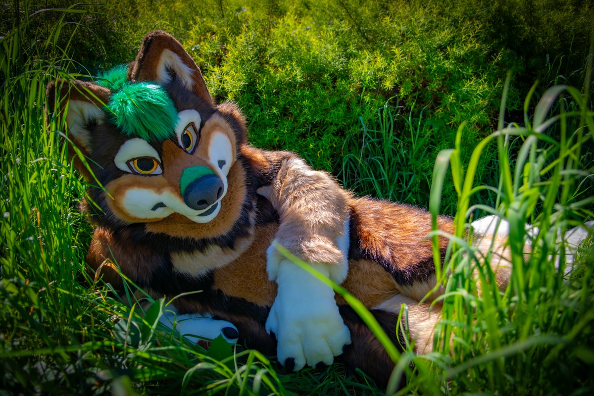 *Wild Lorcan appeared*

✂️: <a href="/Geisterwerke/">Geisterwerke</a>
📷: <a href="/AmarokWolke/">Amarok</a>

#FursuitFriday #wolf #fursuiter