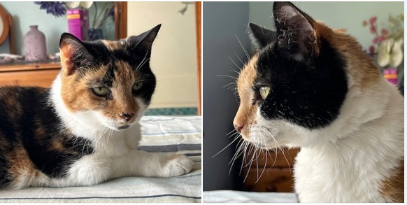 Do you remember older lady Cookie, who we appealed to find a new home for?  

We're thrilled to say that after 271 days in our care, this sweet girl has finally gone to off to her new forever home and we couldn't be more thrilled for her.

Best wishes to Cookie and her new owner!
