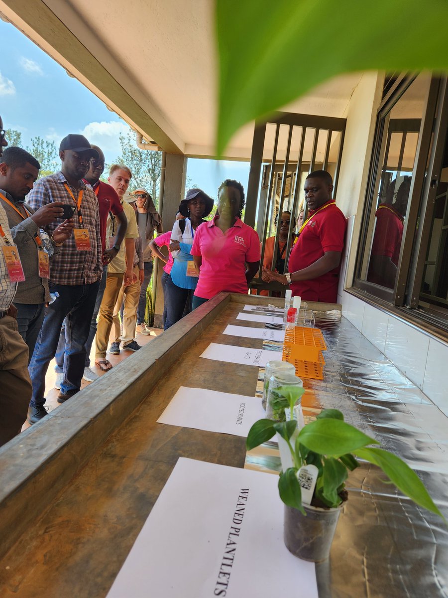 Today was dedicated to field and lab visit for RTB Breeding. IITA, NARO and CIP showcased the banana, cassava and sweetpotato breeding programs #RTB, #BreedingBetterBananas
