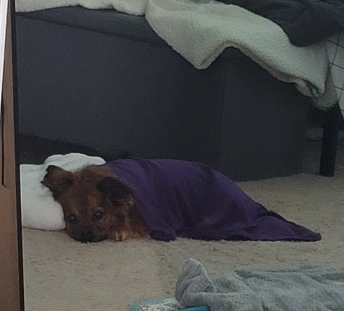 Tucker is nonstop crying. If he's awake he cries. I've done everything I can. Meds, food, water, taken<a href="/tag/beryl"class="tags"><span>#beryl</span></a>