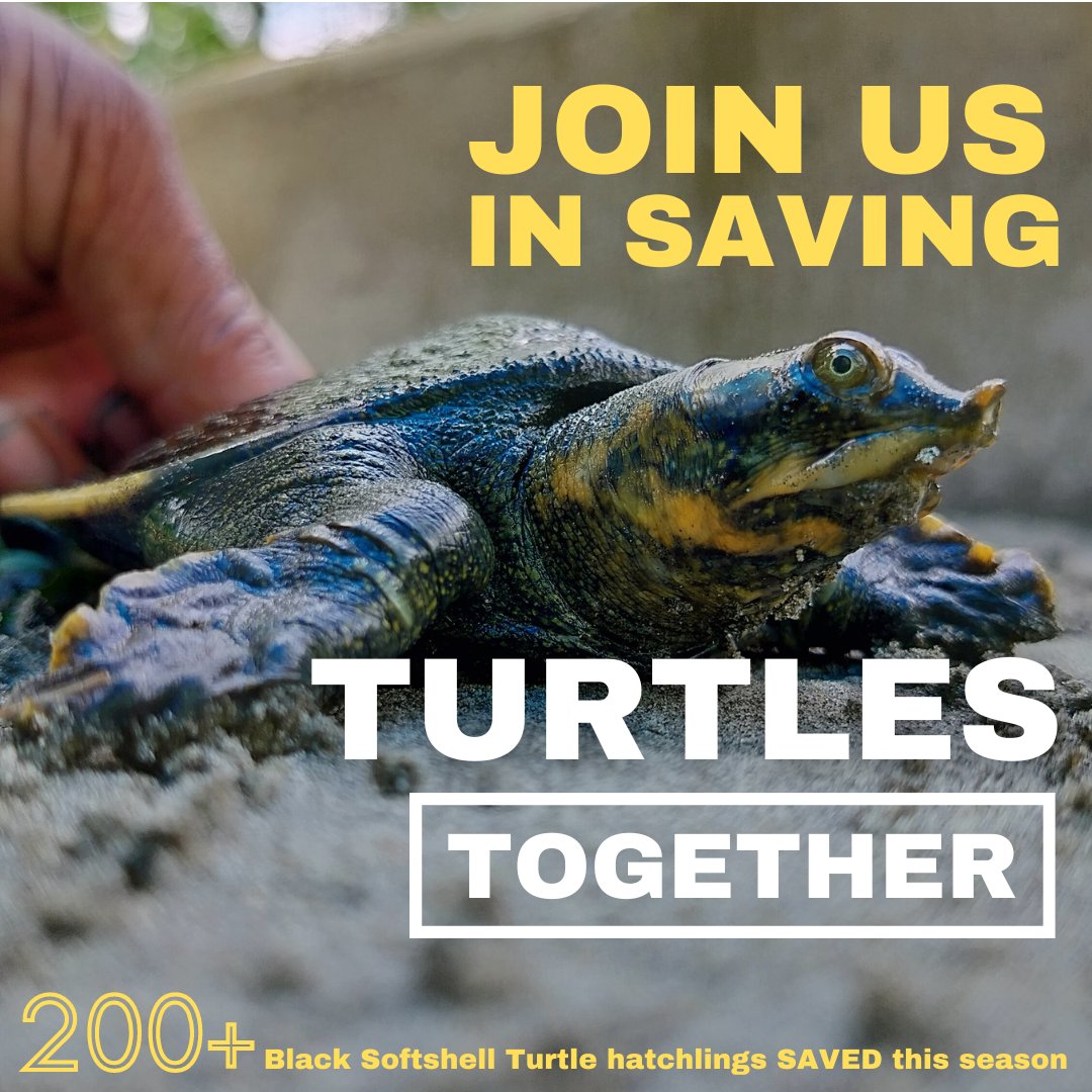 TSAINDIAPROG's tweet photo. #SavingTurtlesTogether 💚 https://t.co/FhX0B0wpid