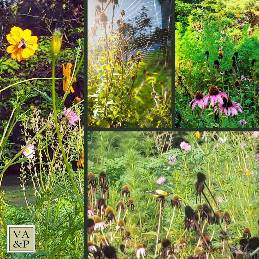 In our yard, coneflowers provide a breakfast buffet for the local goldfinch population. Wildflowers attract bumblebees, honeybees + butterflies. Read more here about planting a native habitat in your yard: dep.pa.gov/OurCommonWealt…
 #PollinatorGarden #NativeHabitat #FridayFlowers