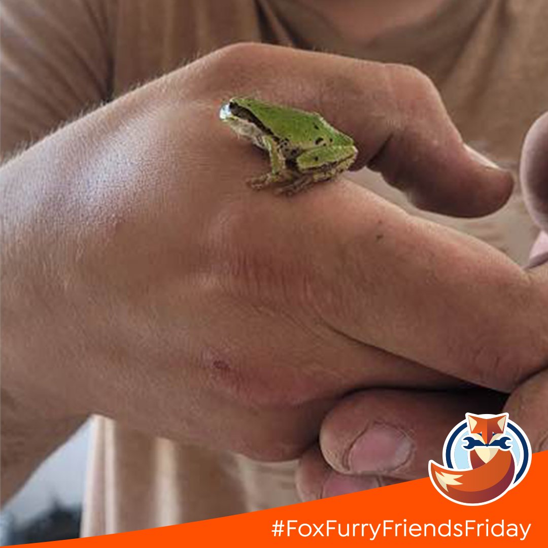 Look who stopped by to say hello to Lee during one of our latest electrical inspections! ⚡
Our team at Fox loves all critters, big and small - meet this not so furry mighty mini! 

#FoxPHCE #FoxVernon #FoxKamloops #Electriciansrock #FurryFriendsFriday