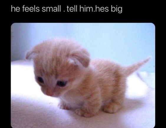 humlavender's tweet photo. @iluvcats2002 https://t.co/SmJuoZGXY9