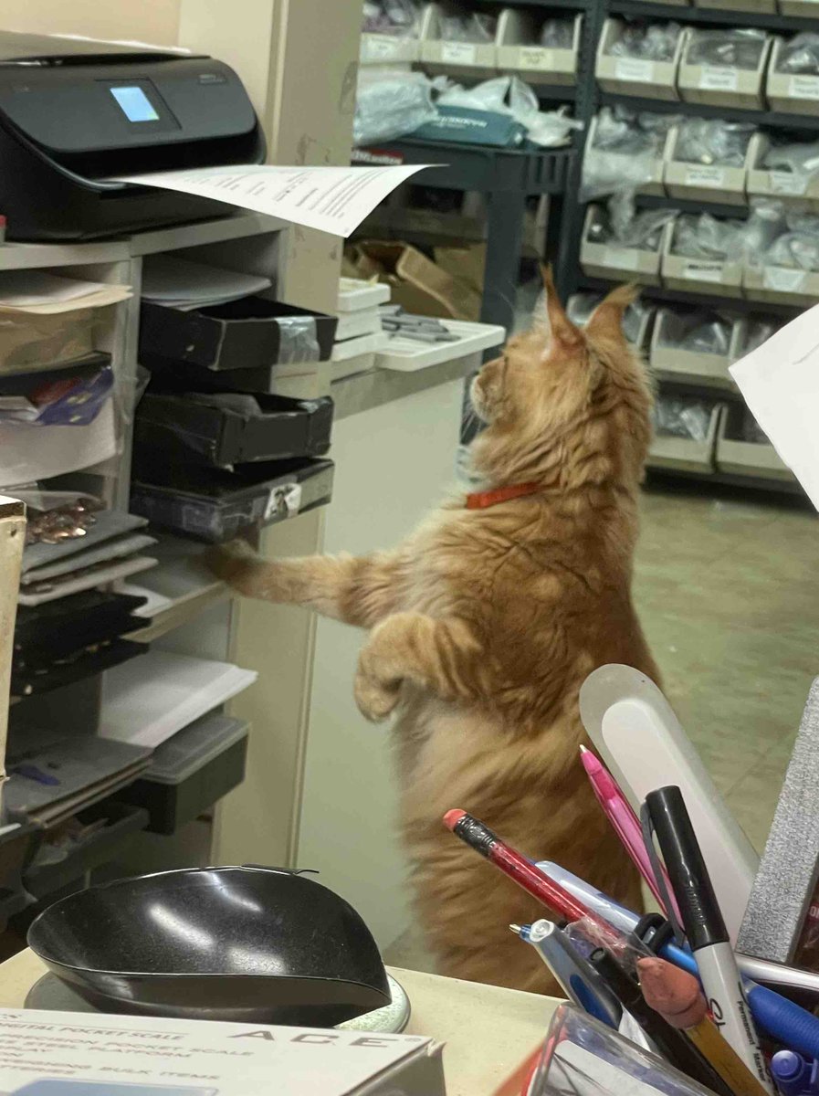 Amykahnrussell's tweet image. Mom. Do you need this document in the printer. Look important! #catsatwork #workingkitty #happyworkplace #cats #catlover #mainecoon