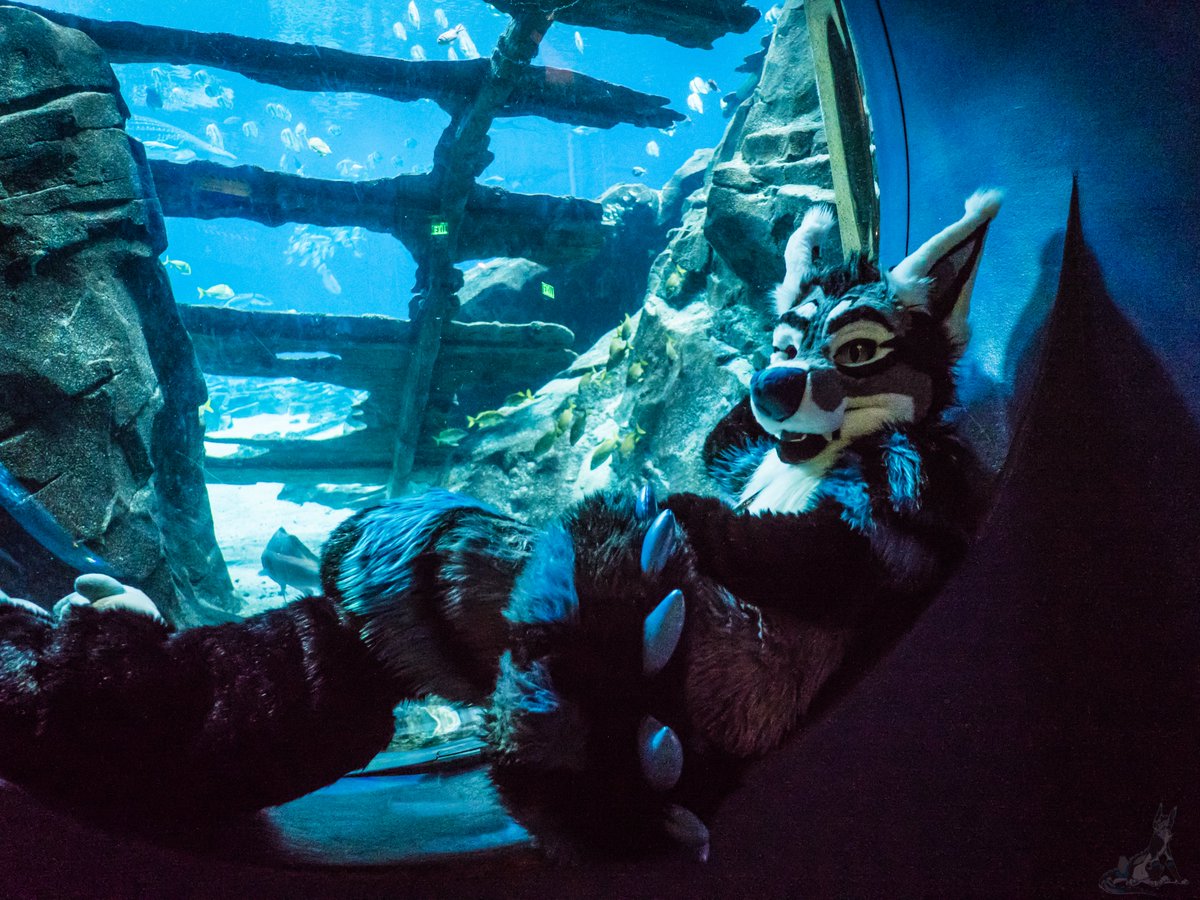 AtheoFreak's tweet image. The Georgia aquarium feels like a irl VRChat world.

#FursuitFriday #DragonCon #DragonCon2023