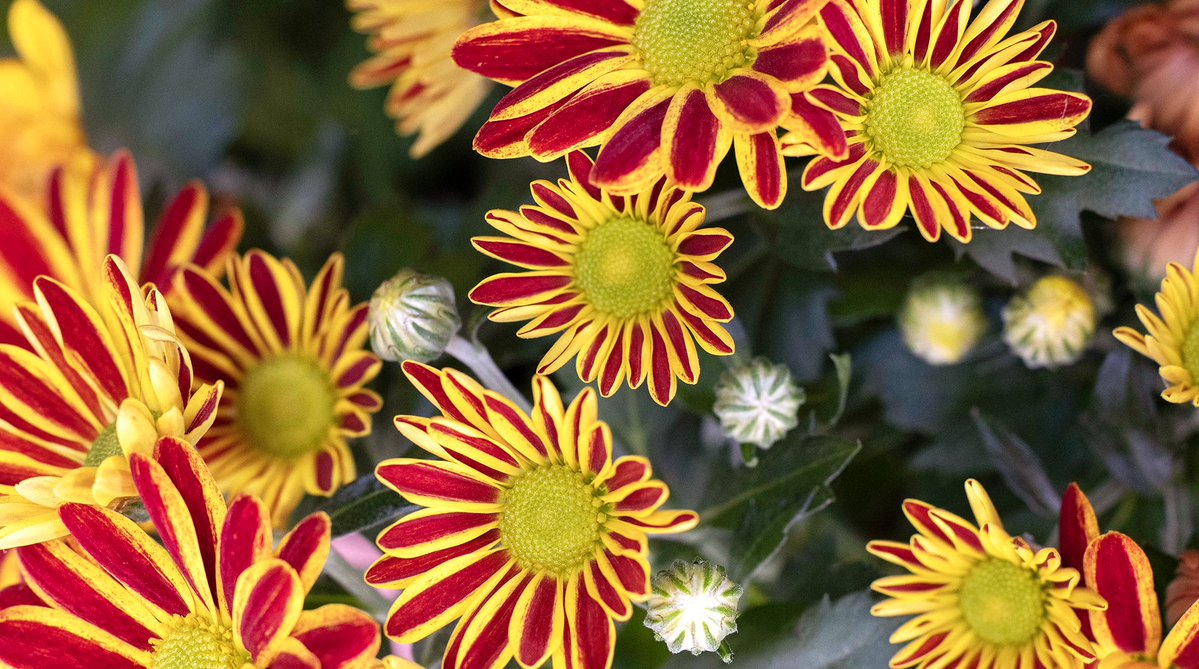 Truffaut's tweet photo. Profitez de notre toute nouvelle tendance automne pour ajouter des plantes d'extérieur tendances au jardin ! 🍃🍂✨ #CollectionAutomne Elles vous attendent en magasins et ici https://t.co/ni84Kgq3y6 https://t.co/dn88UhPSG5