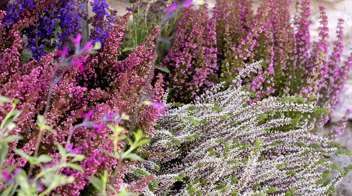 Truffaut's tweet photo. Profitez de notre toute nouvelle tendance automne pour ajouter des plantes d'extérieur tendances au jardin ! 🍃🍂✨ #CollectionAutomne Elles vous attendent en magasins et ici https://t.co/ni84Kgq3y6 https://t.co/dn88UhPSG5