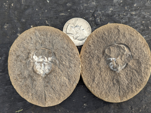 Fossil Friday #177: Euproops danae #fossil #paleontology #horseshoecrab #crab #FossilFriday #MazonCreek #pennsylvanian

esconi.org/esconi_earth_s…