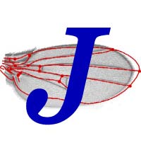 Chlefelihuegu's tweet image. I just uploaded a new version of the MorphoJ software for #morphometrics:
morphometrics.uk/MorphoJ_page.h…