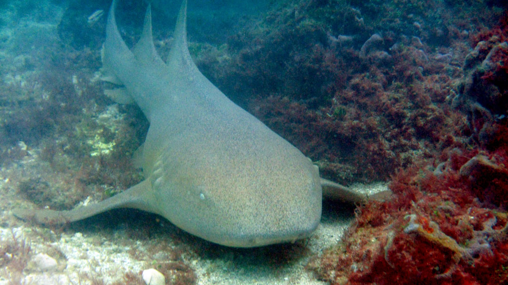 Photo from the Field: Our scientific divers were pleased to find this nurse shark enjoying an afternoon rest during a #biological survey for Miami-Dade County, Florida.