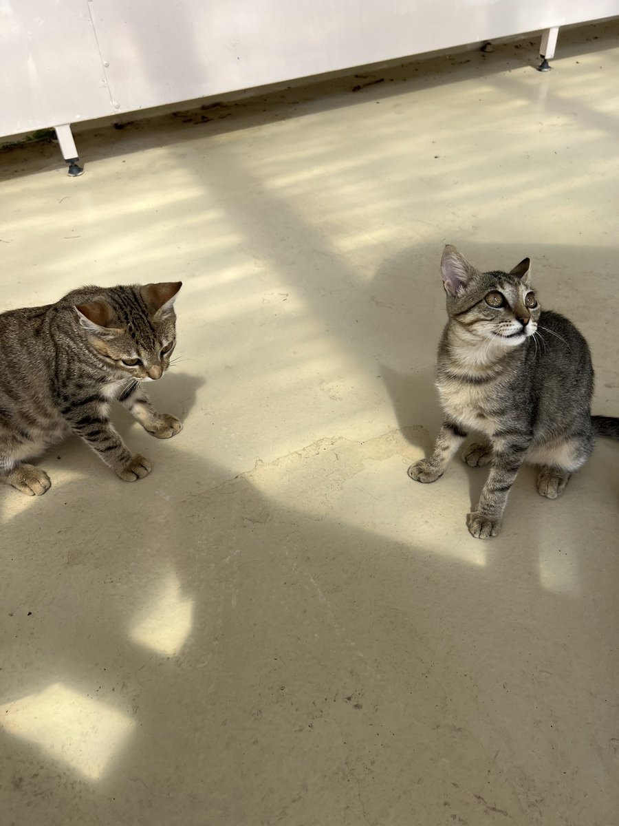 Mum and Dad are sharing their chicken caesar with these pair of cuties in Greece 😸🇬🇷