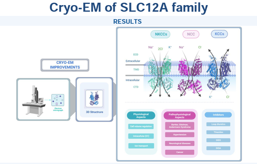 AJPCellPhys's tweet photo. Check out another Landmark Review this week from @UCEAP! SLC12A Cryo-EM: Analysis of relevant ion binding sites, structural domains and amino acids (Fátima Terjo et al.):
https://t.co/cWiRPSY1kl
#IonHomeostatis #CellVolume #AminoAcids https://t.co/hUr2kQVu2A