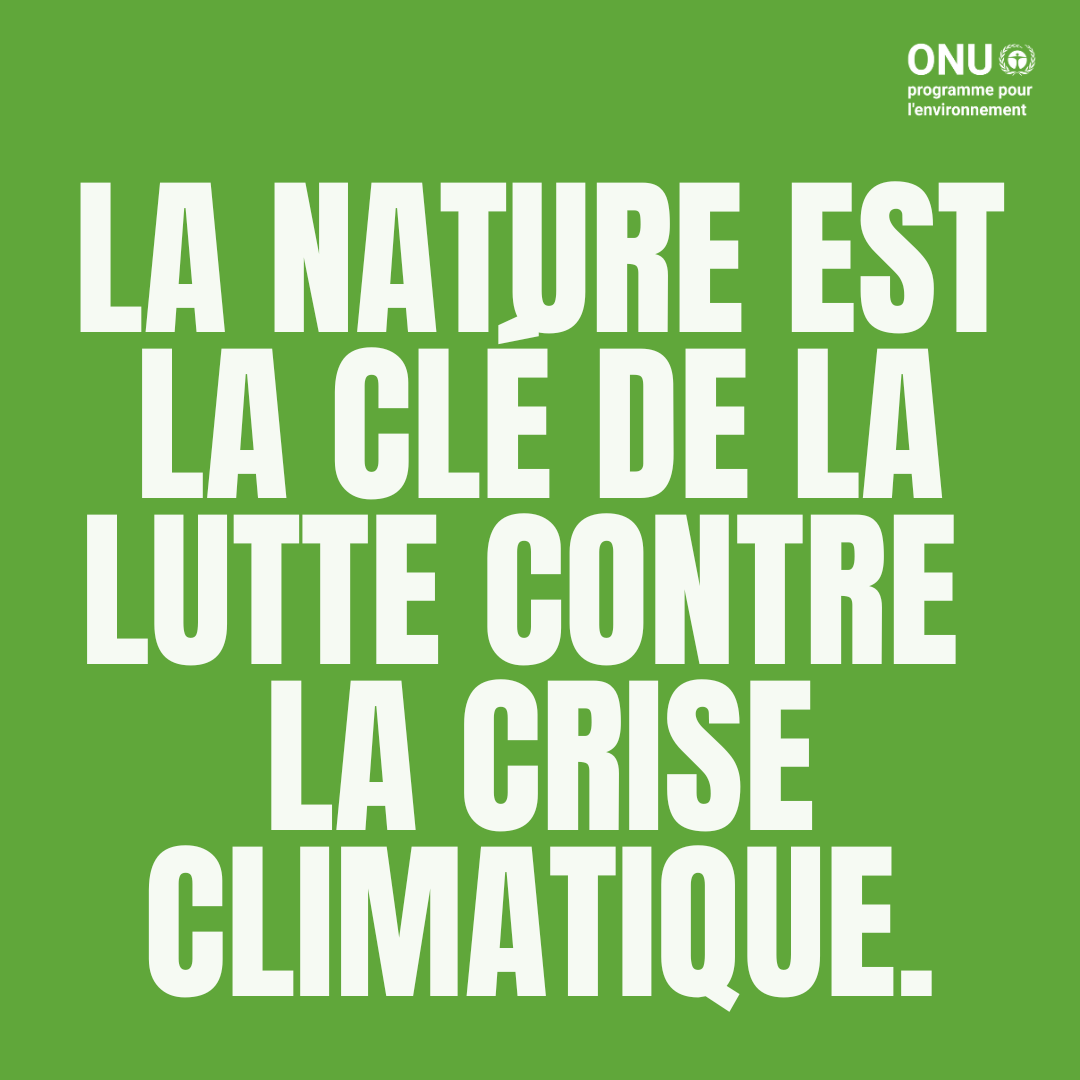 Des profondeurs de l'océan au sommet des montagnes, la nature regorge de solutions durables pour lutter contre la crise climatique.

Découvrez comment les nations peuvent exploiter le pouvoir de la nature pour construire un avenir plus durable.

unep.org/fr/resources/c…