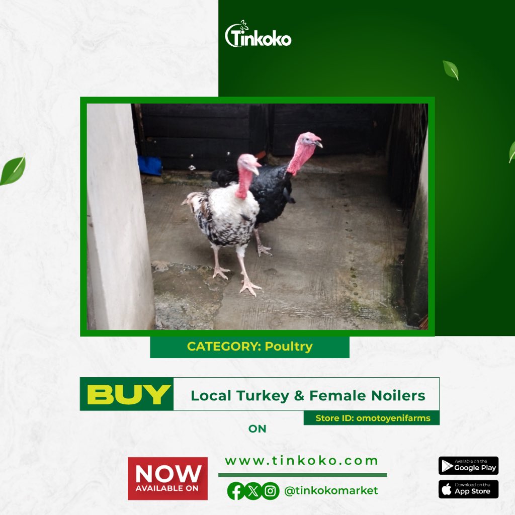 Tinkokomarket's tweet photo. Today, we're showcasing local turkey and female noilers from "Omotoyenifarms" on our website.

Visit https://t.co/BV4zvq6KEH now to place your orders as soon as you can.

#agriculturelife #poultry #poultryfarm #farm #farming
#farmlife #tinkoko #tinkokomarket #tinkokogroup
#agriculture #agricbusiness #healthyfood
#agribusiness