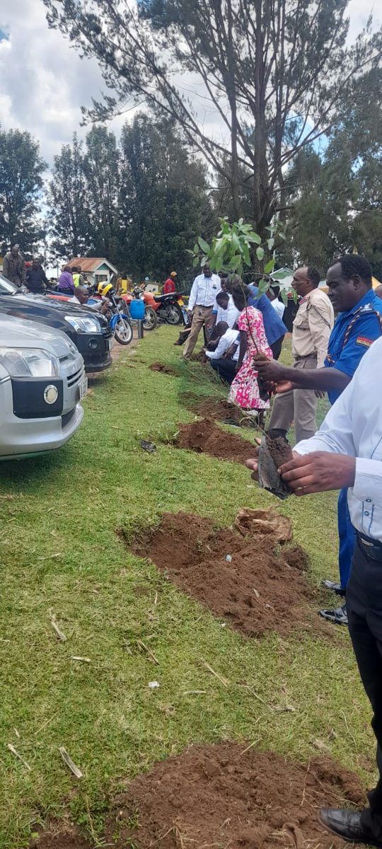 Greencover Trees Kenya tweet media