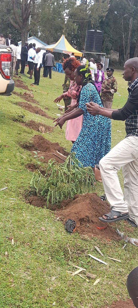 Greencover Trees Kenya tweet media